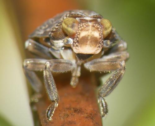 Issus coleoptratus